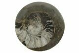 2 1/2"+ Polished, Fossil Goniatite Buttons - Photo 2